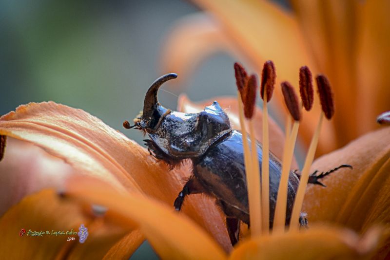 Oryctes nasicornis_Escarabajo rinoceronte.jpg